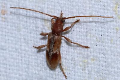 Trichoferus pallidus