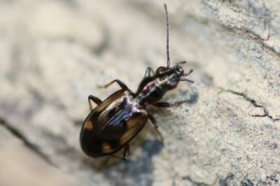 Bembidion genei