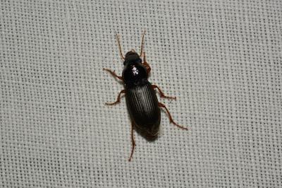 Pseudoophonus griseus