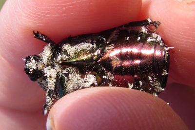 Cetonia aurata