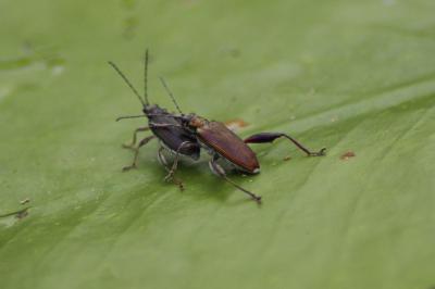 Donacia crassipes