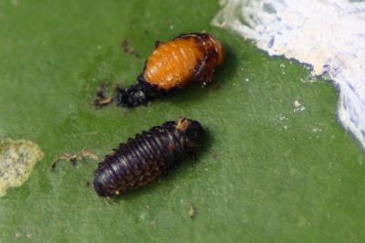 Galerucella nymphaeae