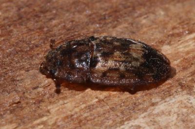Soronia grisea