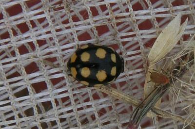 Coccinula quatuordecimpustulata