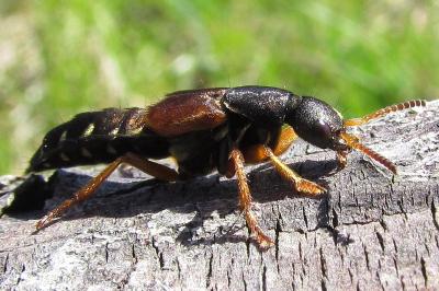 Staphylinus dimidiaticornis