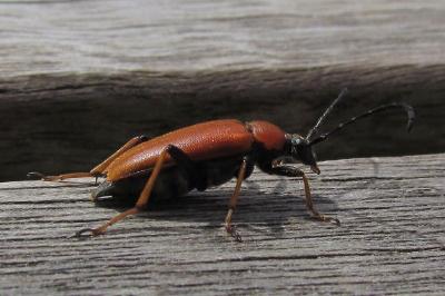 Stictoleptura rubra