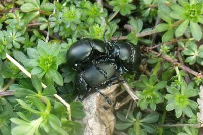 Timarcha tenebricosa