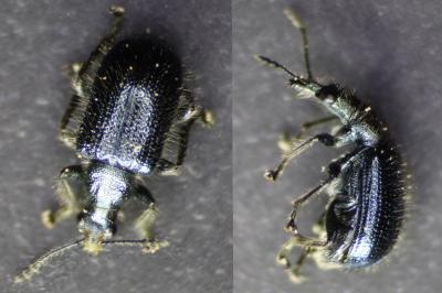 Lasiorhynchites olivaceus
