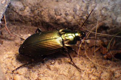 Poecilus cupreus