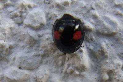 Chilocorus renipustulatus