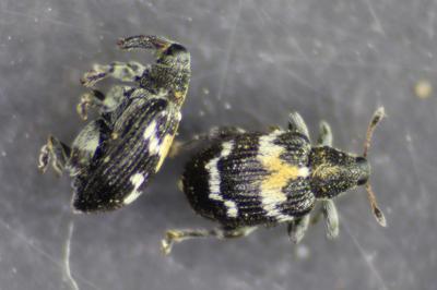 Tachyerges salicis