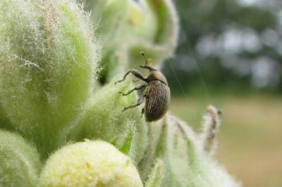 Rhinusa tetra