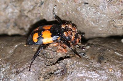 Nicrophorus vespilloides