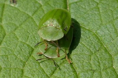 Cassida viridis