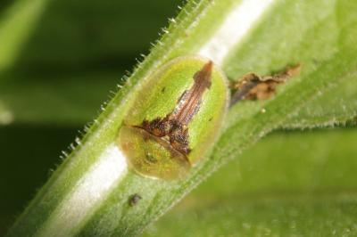 Cassida vibex