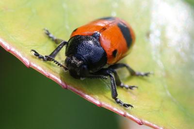 Clytra laeviuscula