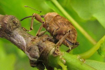 Curculio venosus