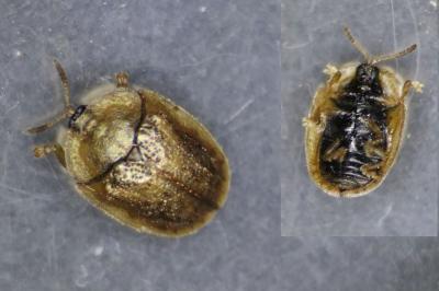 Hypocassida subferruginea