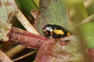Cryptocephalus moraei