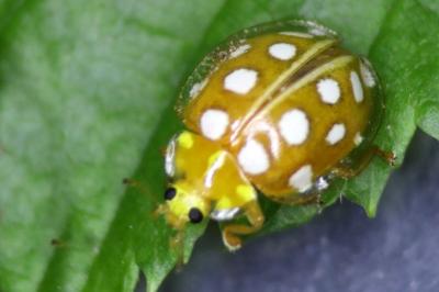 Halyzia sedecimguttata