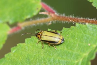 Xanthogaleruca luteola