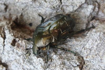 Liocola marmorata