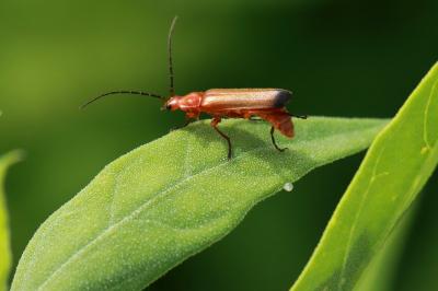 Rhagonycha fulva