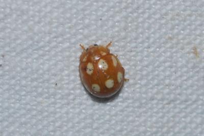 Calvia decemguttata