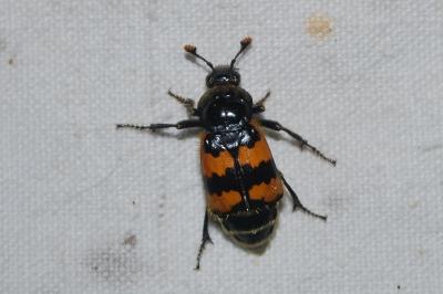 Nicrophorus vespillo