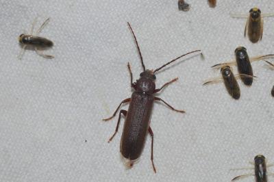 Arhopalus ferus