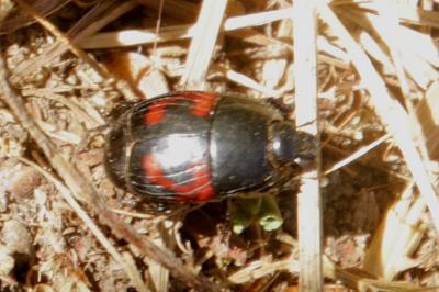 Hister quadrimaculatus