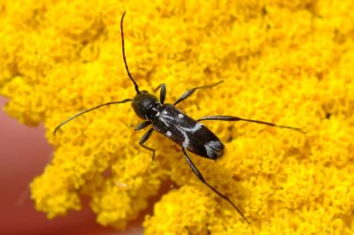 Chlorophorus sartor