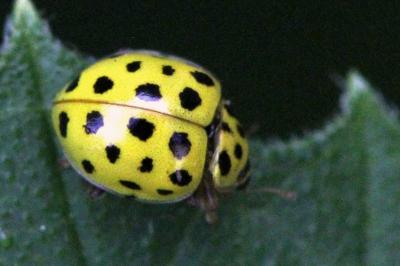 Psyllobora vigintiduopunctata