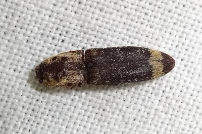 Lacon querceus