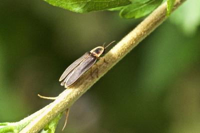 Lampyridae