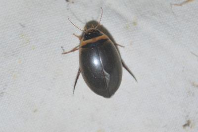 Graphoderus cinereus