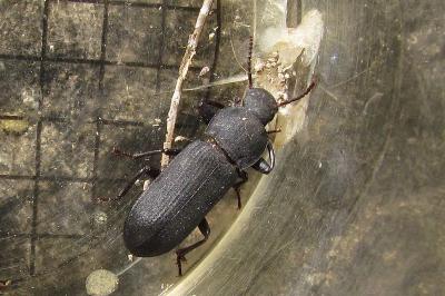 Tenebrio obscurus