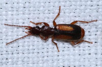 Polistichus connexus