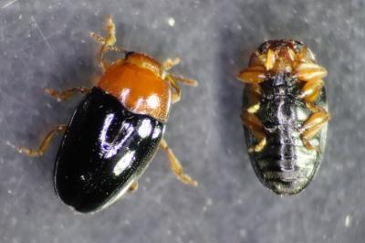 Triplax lepida