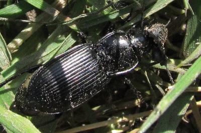 Pterostichus niger
