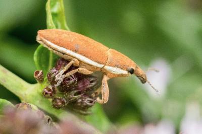 Lixus ochraceus