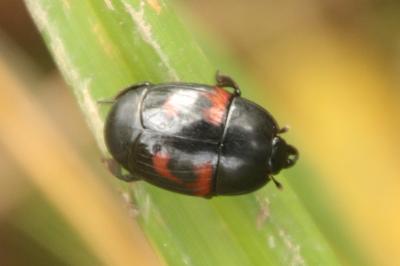 Histeridae