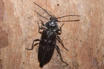Hylotrupes bajulus