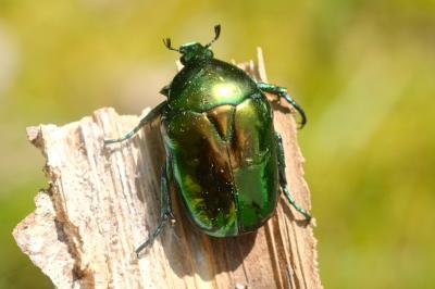 Cetonischema speciosissima
