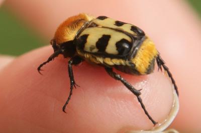 Trichius gallicus