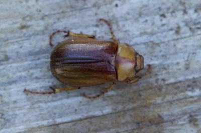 Rhizotrogus aestivus