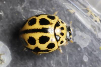 Tytthaspis sedecimpunctata