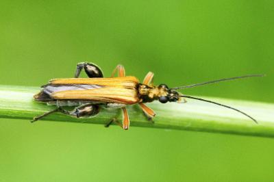 Oedemera podagrariae