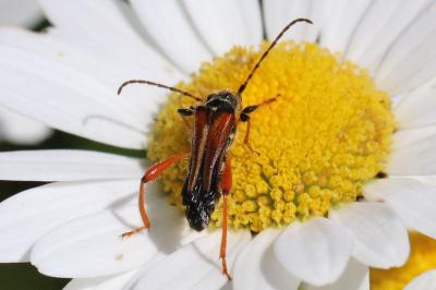 Stenopterus rufus