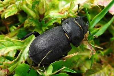 Dorcus parallelipipedus